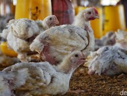 Harga Ayam Anjlok? Pemerintah Berang! Ancaman Pedas Bagi Peternak Nakal!