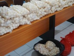 5.400 Telur Penyu Diselundupkan!  Petugas Gagalkan Aksi Ilegal Ini!