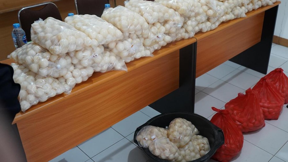 5.400 Telur Penyu Diselundupkan!  Petugas Gagalkan Aksi Ilegal Ini!
