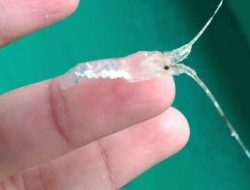 Skandal Lobster: RI Putus Kerja Sama dengan Vietnam!