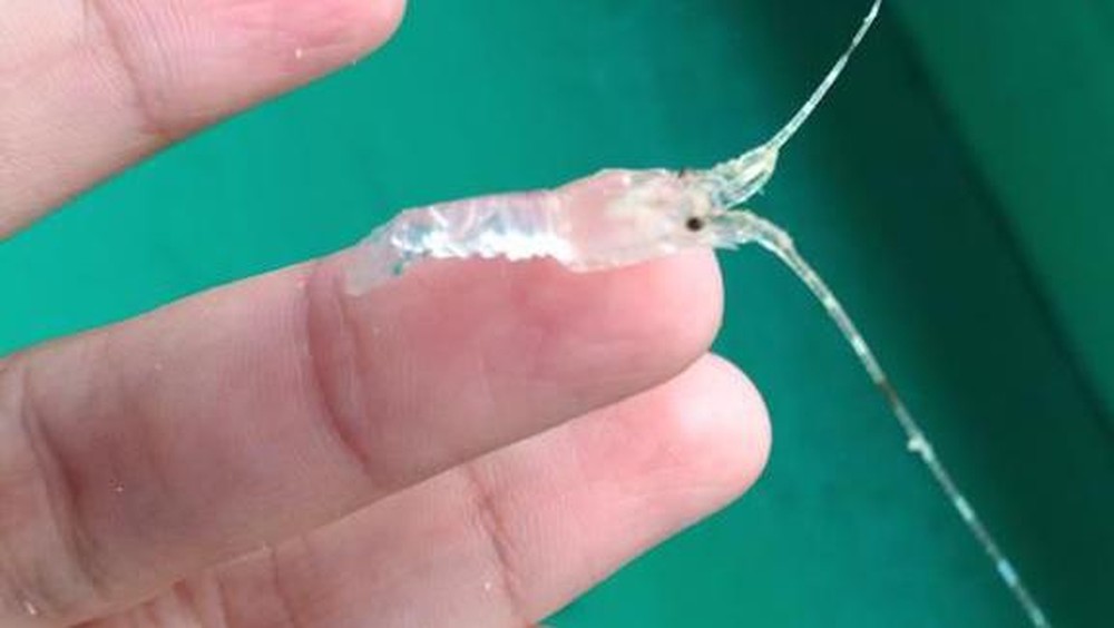 Skandal Lobster: RI Putus Kerja Sama dengan Vietnam!