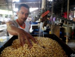 Harga Kedelai Anjlok! Pemerintah Siap Jadi ‘Pahlawan’ Petani?