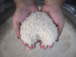 Heboh! Stok Beras Aman, Harga Tak Bikin Dompet Menangis!