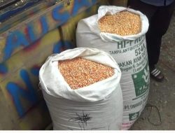 Jagung Mengalir Deras: Pemerintah Selamatkan Peternak dari Harga Tinggi