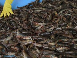 Udang RI Dicegat AS? Nasib Ekspor di Ujung Tanduk!