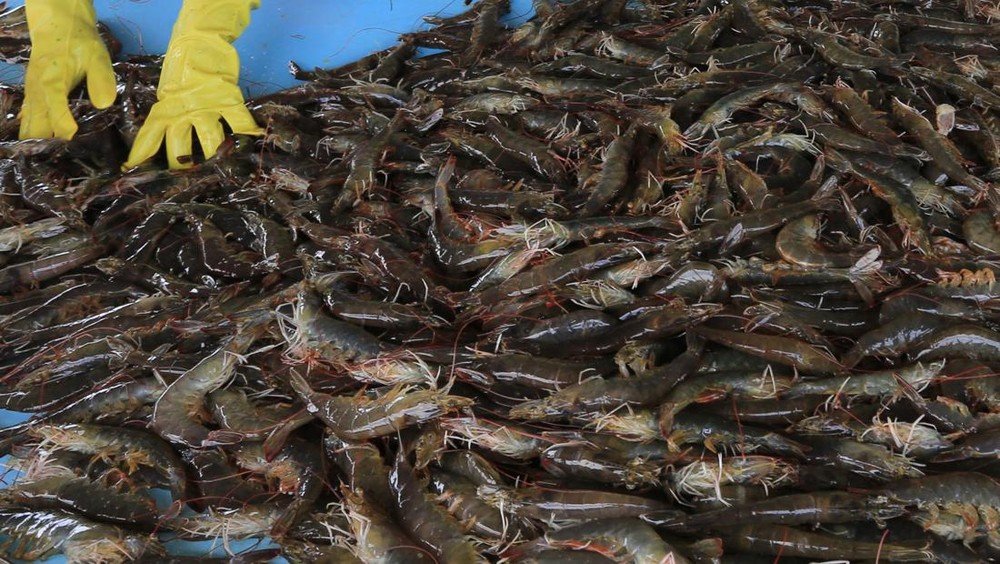 Udang RI Dicegat AS? Nasib Ekspor di Ujung Tanduk!