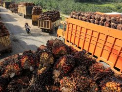 RI Rayu AS: Sawit, Kakao, Karet Bebas Bea Masuk!