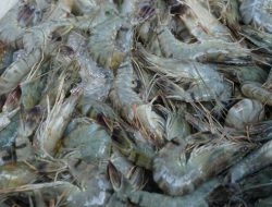 Ekspor Udang Terhambat! Ribuan Kontainer Mengular, Ada Apa?