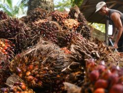 Tarif Sawit 0% ke AS: RI Berjuang, Malaysia Duluan?