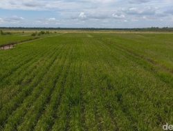 Papua Jadi Lumbung Pangan Dunia? Prabowo Pasang Target Gila!