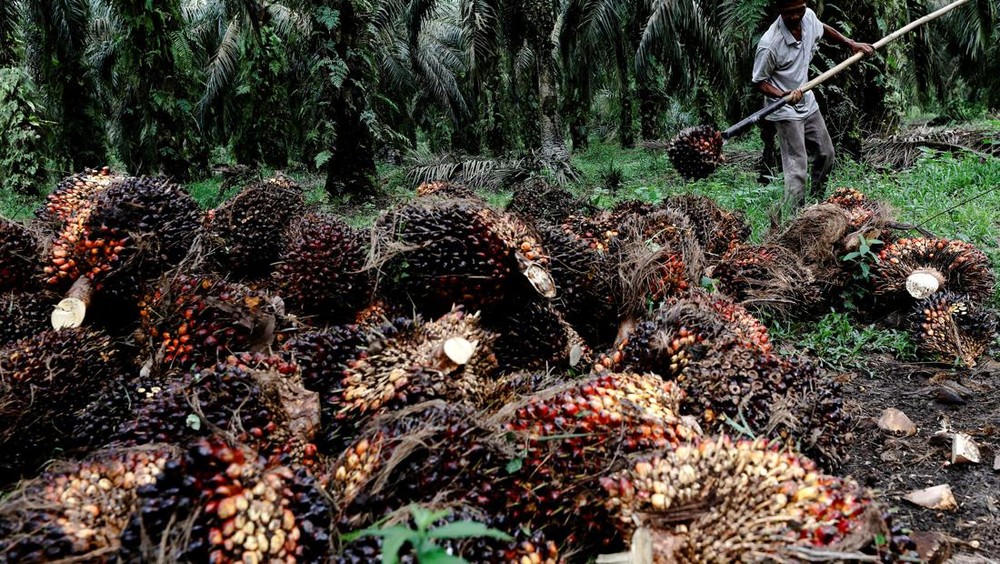 Imlek-Ramadan 2026: Harga CPO & Kakao 'Melejit', Kenapa?