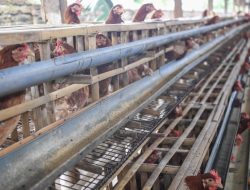 Rp 20 Triliun Siap! Revolusi Peternakan Ayam Nasional Dimulai!