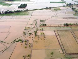 70.000 Hektare Sawah Tenggelam! Harga Beras Bakal Meroket?