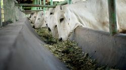 Terbongkar! Permainan Harga Sapi Jelang Lebaran 2026, Siap-siap Sanksi Tegas!