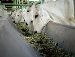 Terbongkar! Permainan Harga Sapi Jelang Lebaran 2026, Siap-siap Sanksi Tegas!