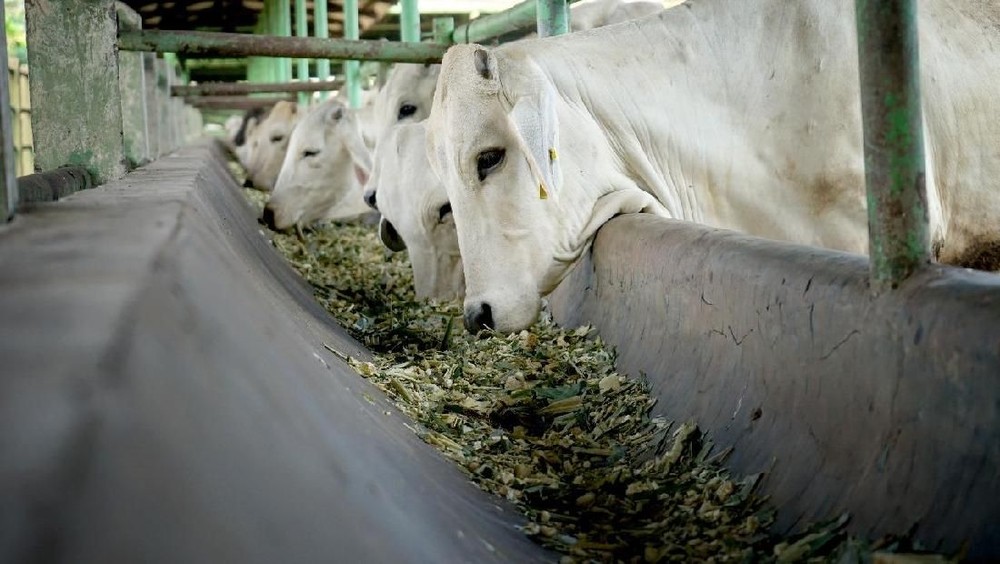 Terbongkar! Permainan Harga Sapi Jelang Lebaran 2026, Siap-siap Sanksi Tegas!