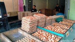 fixmakassar.com -  Telur Ayam DKI Bakal Ludes? Prediksi Melonjak 17% Jelang Lebaran!