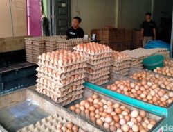 fixmakassar.com –  Telur Ayam DKI Bakal Ludes? Prediksi Melonjak 17% Jelang Lebaran!