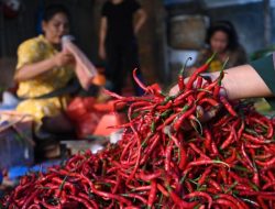 fixmakassar.com –  Gejolak harga cabai yang kerap kali menyerupai roller coaster, membuat petani dan konsumen pusing tujuh keliling, kini akan segera dicarikan solusinya. Kementerian Pertanian (Kementan) di bawah komando Menteri Pertanian (Mentan) Andi Amran Sulaiman, tengah menyiapkan regulasi komprehensif untuk menstabilkan harga komoditas penting ini, termasuk tomat. Tujuannya jelas: agar petani tidak lagi terjerembab dalam kerugian saat panen melimpah, dan konsumen tidak menjerit saat harga melambung tinggi.