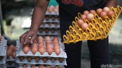 Indonesia Siap ‘Panen’ Protein: Daging & Telur Melimpah Ruah!