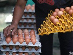 Indonesia Siap ‘Panen’ Protein: Daging & Telur Melimpah Ruah!