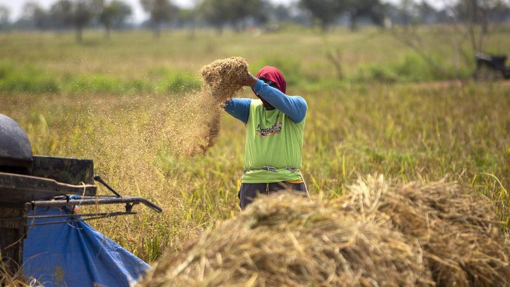 Petani RI Berjaya! Daya Beli Meroket, Pecah Rekor Sejarah!